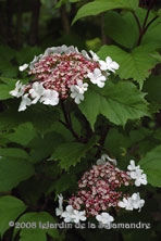 Viburnum sargentii 'Onondaga' au Jardin de la Salamandre en Dordogne