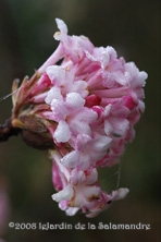 Viburnum x bodnantense au Jardin de la Salamandre en Dordogne