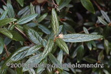 Viburnum x pragense au Jardin de la Samandre en Dordogne