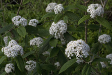 Viburnum buddleifolium au Jardin de la Salamandre