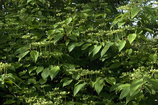 Viburnum plicatum 'Lanarth' au Jardin de la Salamandre