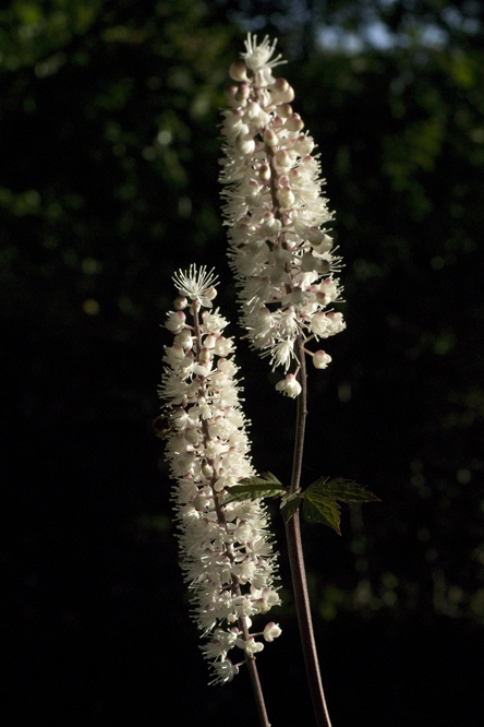 Actaea simplex 'Atropurpurea' au Jardin de la Salamandre en Dordogne