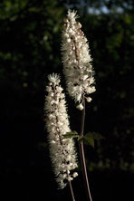 Actaea simplex 'Atropurpurea'  au Jardin de la Salamandre en Dordogne