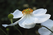 Anemone 'Honorine Jobert' au Jardin de la Salamandre en Dordogne