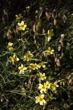 Bidens heterophylla 'Hannay's Lemon Drop' au Jardin de la Salamandre en Dordogne