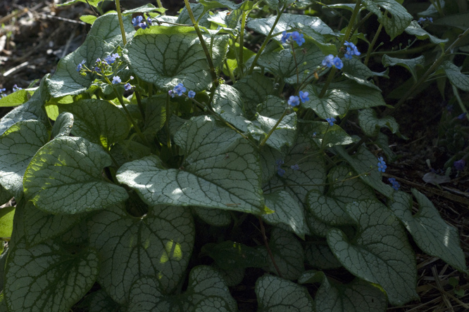 Brunnera macrophylla 'Jack Frost' 2 au Jardin de la Salamandre en Dordogne