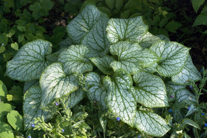 Brunnera macrophylla 'Jack Frost' au Jardin de la Salamandre en Dordogne