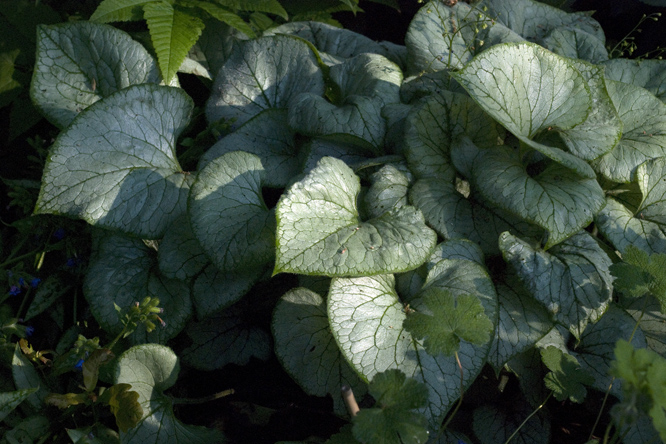 Brunnera macrophylla 'Looking Glass' 2 au Jardin de la Salamandre en Dordogne