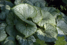 Brunnera macrophylla 'Looking Glass' au Jardin de la Salamandre en Dordogne