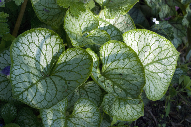 Brunnera macrophylla 'Mr Morse' au Jardin de la Salamandre en Dordogne