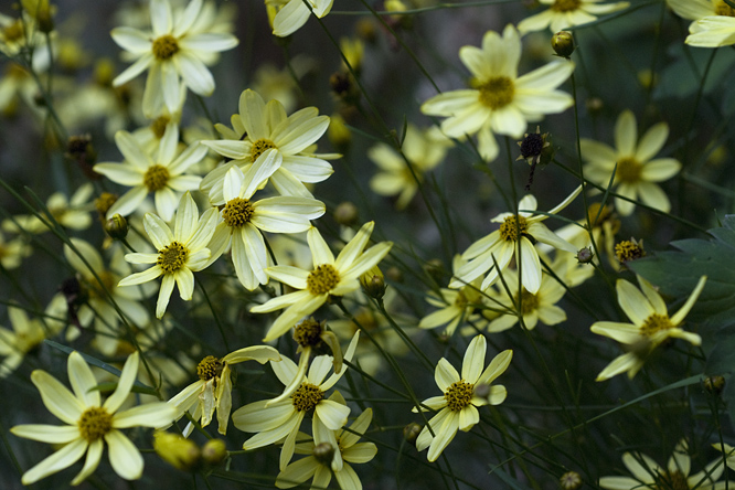 Coreopsis verticillata 'Moonbeam' ' au Jardin de la Salamandre en Dordogne