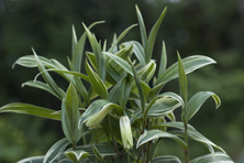 Disporum sessile 'variegata' au Jardin de la Salamandre en Dordogne