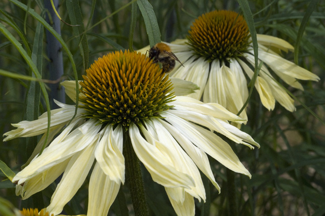 Echinacea 'Harvest Moon' au Jardin de la Salamandre en Dordogne