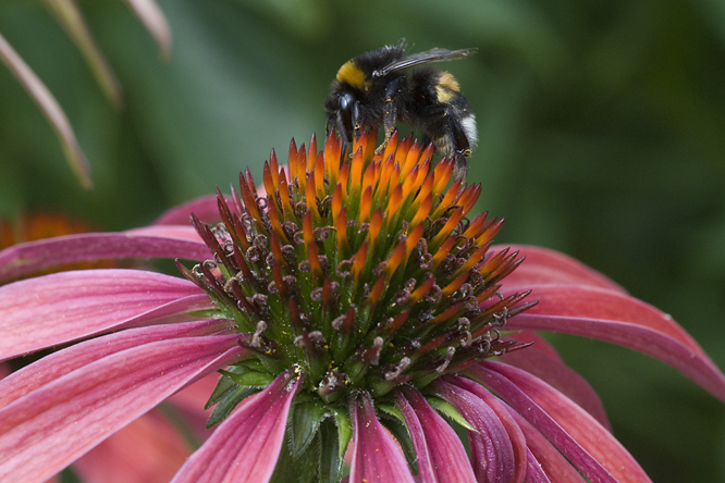 Echinacea 'Hot Summer' au Jardin de la Salamandre en Dordogne