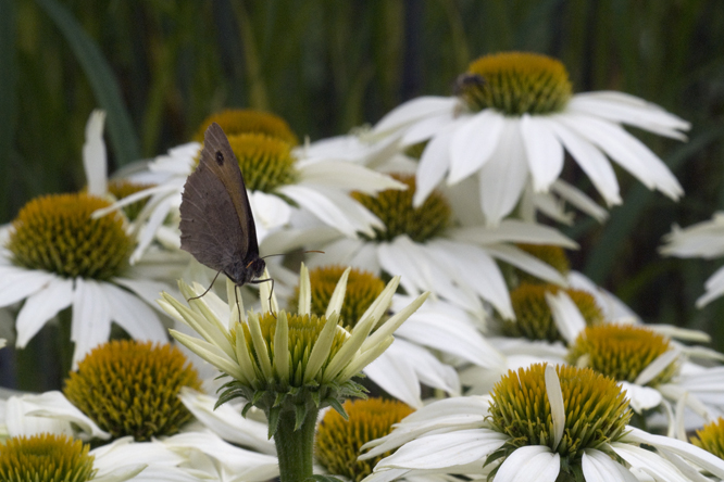 Echinacea 'Kim's Mop Head' au Jardin de la Salamandre en Dordogne