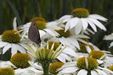 Echinacea 'Kim's Mop Head' au Jardin de la Salamandre en Dordogne