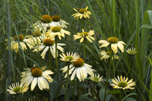 Echinacea 'Sunrise' au Jardin de la Salamandre en Dordogne