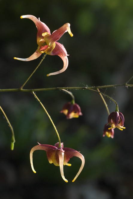 Epimedium x omeiense 'Akame' au Jardin de la Salamandre en Dordogne