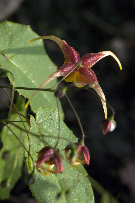 Epimedium 'Akame' au Jardin de la Salamandre en Dordogne