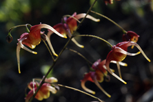 Epimedium 'Akame' au Jardin de la Salamandre en Dordogne