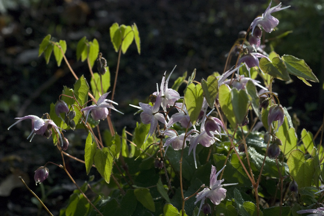 Epimedium grandiflorum 'Akebono' au Jardin de la Salamandre en Dordogne