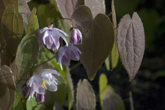 Epimedium grandiflorum 'Akebono' 2 au Jardin de la Salamandre en Dordogne