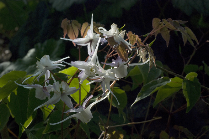 Epimedium alpinum au Jardin de la Salamandre en Dordogne