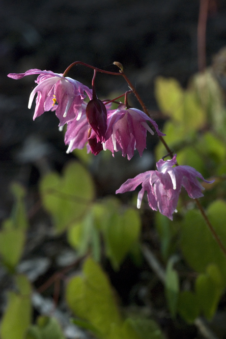 Epimedium 'Beni Kujaku' au Jardin de la Salamandre en Dordogne