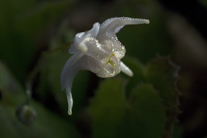 Epimedium brevicornu au Jardin de la Salamandre en Dordogne