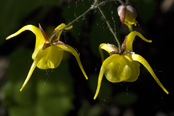 Epimedium davidii au Jardin de la Salamandre en Dordogne