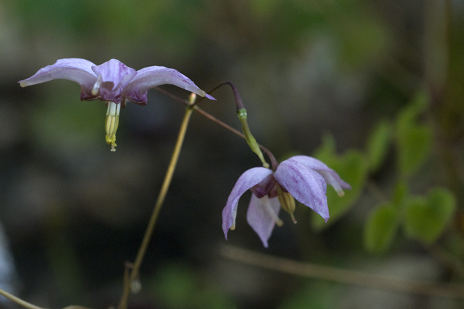 Epimedium 'Enchantress' au Jardin de la Salamandre en Dordogne