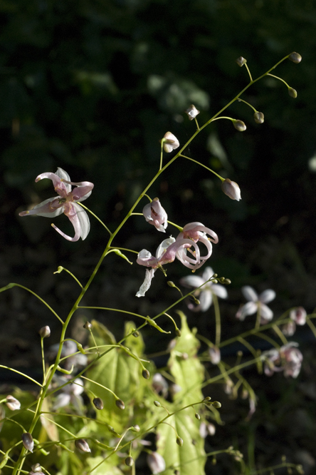 Epimedium epsteinii  au Jardin de la Salamandre en Dordogne