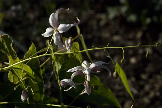 Epimedium epsteinii au Jardin de la Salamandre en Dordogne