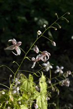 Epimedium epsteinii au Jardin de la Salamandre en Dordogne