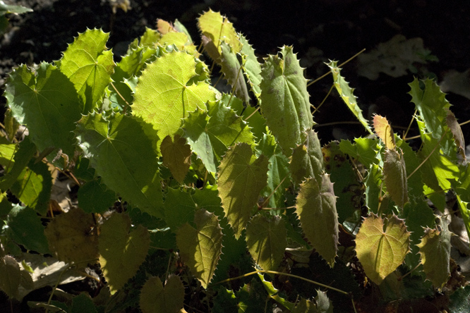 Epimedium membranaceum au Jardin de la Salamandre en Dordogne