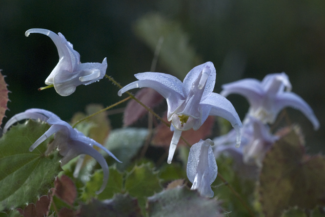 Epimedium membranaceum 3 au Jardin de la Salamandre en Dordogne