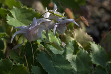 Epimedium membranaceum au Jardin de la Salamandre en Dordogne