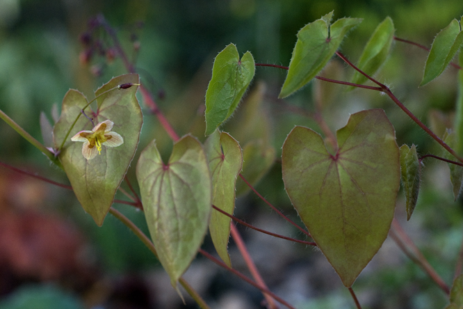 Epimedium pinnatum colchicum' au Jardin de la Salamandre en Dordogne