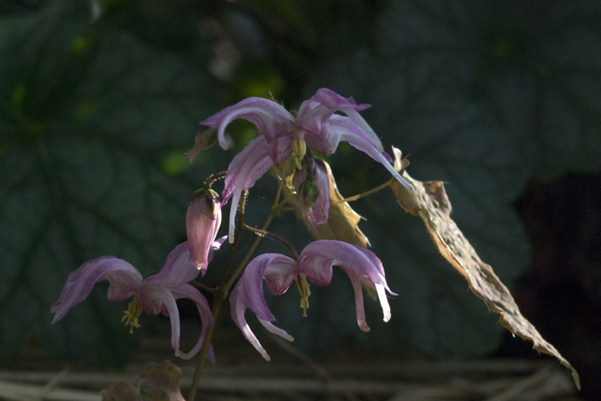 Epimedium 'Queen Esta' au Jardin de la Salamandre en Dordogne