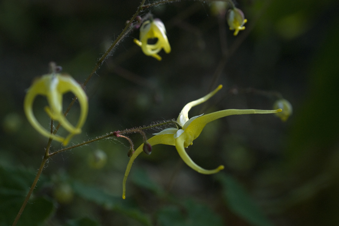 Epimedium rhizomatosum 2 au Jardin de la Salamandre en Dordogne