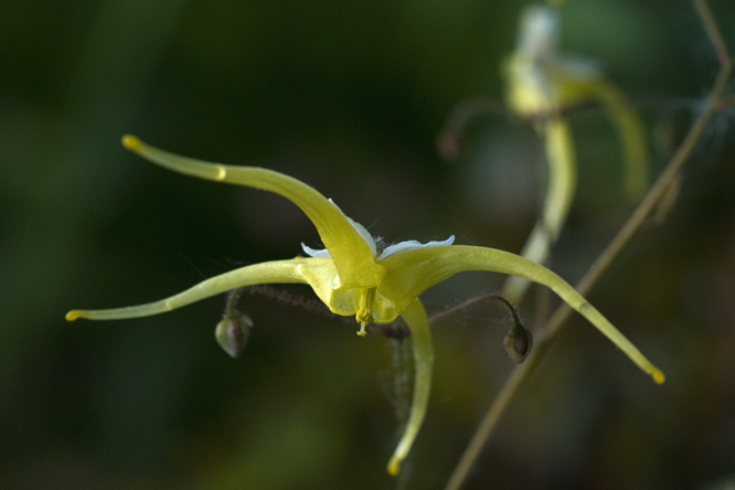 Epimedium rhizomatosum au Jardin de la Salamandre en Dordogne