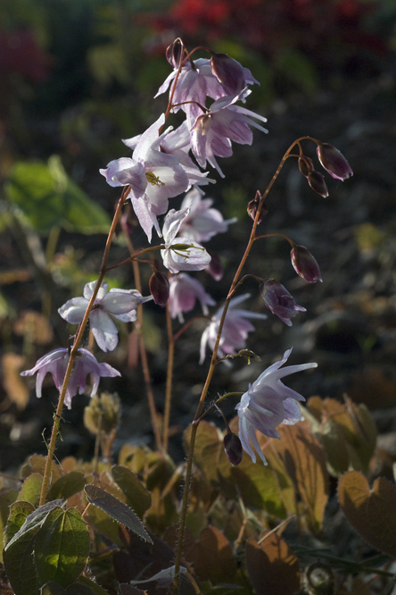 Epimedium x youngianum 'Tamabotan' au Jardin de la Salamandre en Dordogne