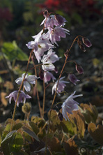 Epimedium 'Tamabotan' au Jardin de la Salamandre en Dordogne