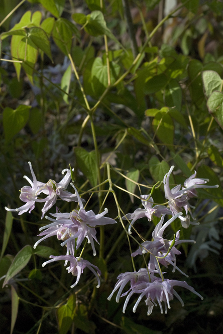 Epimedium versicolor au Jardin de la Salamandre en Dordogne