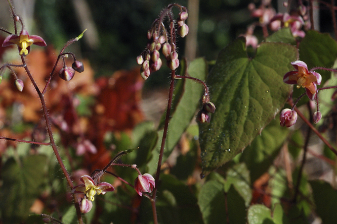 Epimedium x warleyense au Jardin de la Salamandre en Dordogne