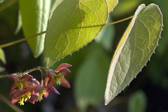 Epimedium stellulatum 'Wudang Star'au Jardin de la Salamandre en Dordogne