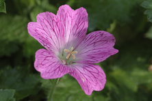 Geranium x oxonianum 'Claridge Druce' au Jardin de la Salamandre en Dordogne