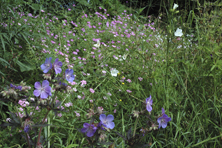 Geranium 'Hocus Pocus' au Jardin de la Salamandre en Dordogne