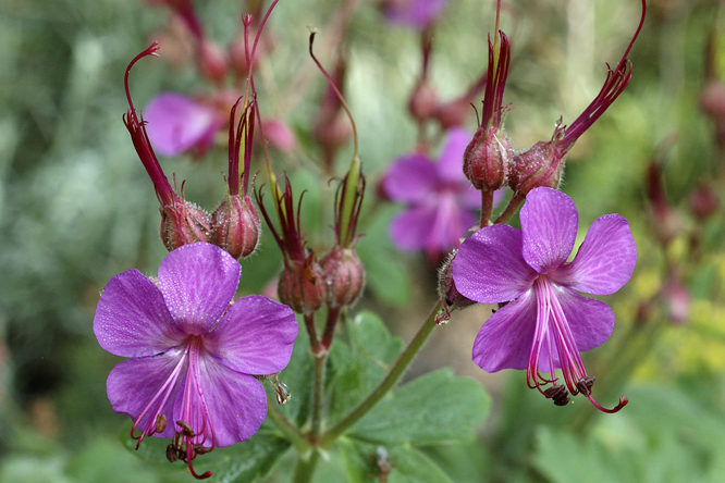 Geranium macrorhizum 'Ingwersen's Variety' au Jardin de la Salamandre en Dordogne