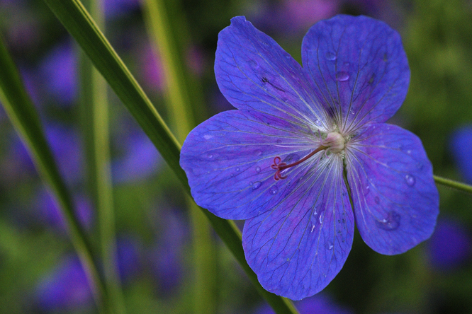 Geranium 'Johnson Blue'  au Jardin de la Salamandre en Dordogne